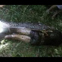 kengerian-piton-7-meter-telan-pria-indonesia-telah-mendunia