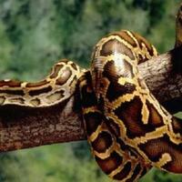 bagaimana-ular-piton-bisa-memangsa-manusia-berikut-pendapat-peneliti-dari-ipb