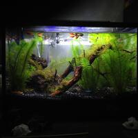 aquascape-for-everyone-learning-and-sharing---part-3