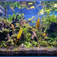 aquascape-for-everyone-learning-and-sharing---part-3