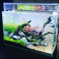 aquascape-for-everyone-learning-and-sharing---part-3