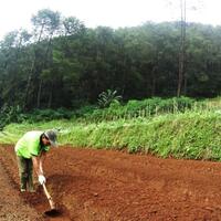 keranjang-sayur-bikin-kebun-sayur-mayur-serasa-didepan-rumah