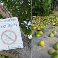 fakta---fakta-manchineel-pohon-paling-mematikan-di-muka-bumi
