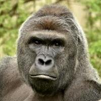 musisi-musisi-dengan-identitas-misterius