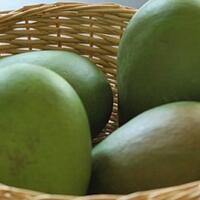 meski-asam-ini-8-manfaat-ajaib-mangga-muda-untuk-kesehatanmu