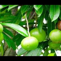 fakta---fakta-manchineel-pohon-paling-mematikan-di-muka-bumi