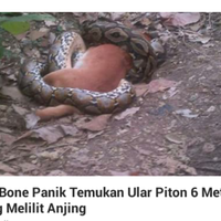 warga-bone-panik-temukan-ular-piton-6-meter-sedang-melilit-anjing
