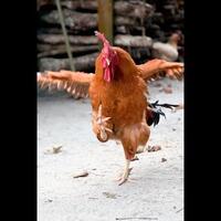 ojek-terbang-sandiaga-bisa-jadi-solusi-kemacetan