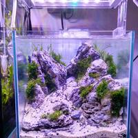aquascape-for-everyone-learning-and-sharing---part-3