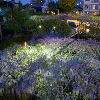 gak-cuma-sakura-yang-ini-kecantikannya-bisa-dilihat-di-jepang