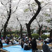 menikmati-indahnya-bunga-sakura-di-jepang-apa-saja-persiapannya
