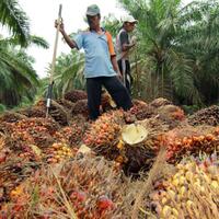 mati-matian-menjaga-industri-sawit-dari-gempuran-boikot-eropa