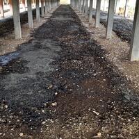 official-thread-all-about-ayam-broiler