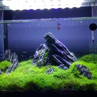 aquascape-for-everyone-learning-and-sharing---part-3