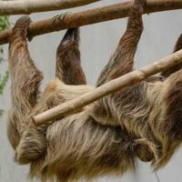 kungkang-purba-diduga-yang-membuat-gua-kuno-brazil