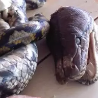 piton-sebesar-batang-kelapa-pernah-dijual-di-pasar-tomohon