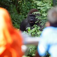 tiga-gorila-di-ragunan-masih-jomblo