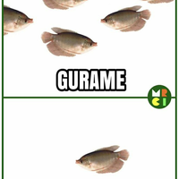 gurame--gusepi