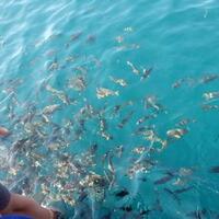 pesona-banyuwangi-dipromosikan-lewat-festival-film-cannes