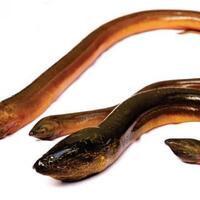 sulit-buang-air-besar-pria-ini-masukkan-belut-ke-anus-malah-nyaris-tewas