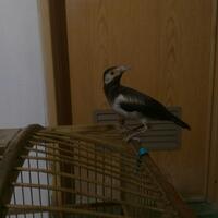 jalak-dan-semua-jenisnya