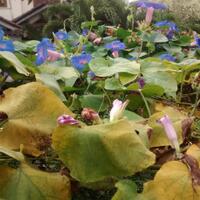 yang-suka-morning-glory-gabung-yuk---part-1