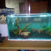 aquascape-for-everyone-learning-and-sharing---part-3