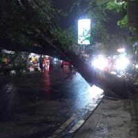 pohon-tumbang-menimpa-truk-kontainer-di-tomang