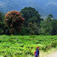 kavling-fujifilm-reborn