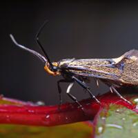 nongkrong-bareng-macro-micro-photography---part-1