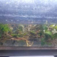 aquascape-for-everyone-learning-and-sharing---part-3