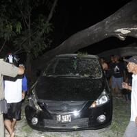 seorang-meninggal-tertimpa-pohon-di-sekitar-ui