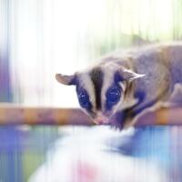 new-pendopo-sony-alpha---part-1