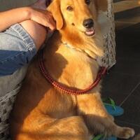 golden-retriever-owners-and-lovers---part-3