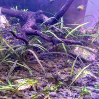 aquascape-for-everyone-learning-and-sharing---part-3