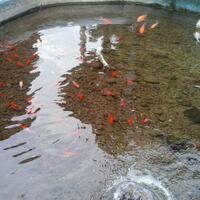 pecinta-ikan-komet-masuk-sini---part-1