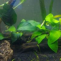 aquascape-for-everyone-learning-and-sharing---part-3