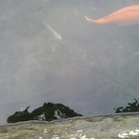 pecinta-ikan-komet-masuk-sini---part-1