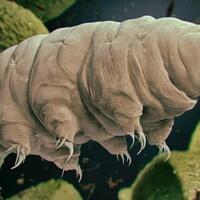 7-hewan-yang-kekuatan-supernya-melebihi-superhero