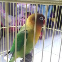 lovebird-lovers---part-1