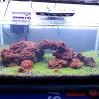 aquascape-for-everyone-learning-and-sharing---part-3