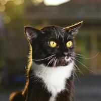 share-sifat-kucing-yg-bakal-bikin-kalian-penasaran