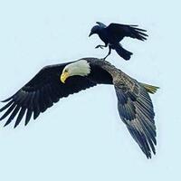 10-foto-buktikan-gagak-adalah-burung-paling-usil-dan-nakal