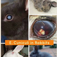 rcc-rabbit-lover---part-3