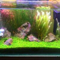 aquascape-for-everyone-learning-and-sharing---part-3