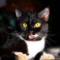 10-foto-kucing-diambil-pada-waktu-yang-tepat-gemes-banget-gan