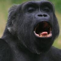 5-fakta-mencengangkan-tentang-tidak-lazimnya-perilaku-binatang-buas