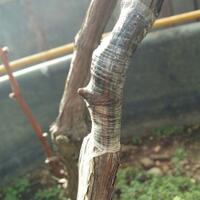 kampung-anggur----part-3