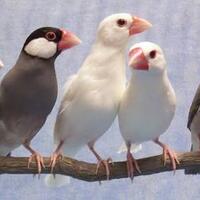 5-jenis-burung-kicau-ini-bisa-jadi-investasi-mahalagan-minat-koleksi