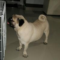 cari-betina-anjing-pug-buat-kimpoi